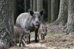  Prase divoké ( Sus scrofa)