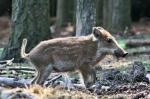  Wild Boar ( Sus scrofa)