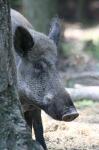  Wild Boar ( Sus scrofa)