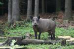  Wild Boar ( Sus scrofa)