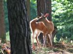 White-tailed deer (Odocoileus virginianus)