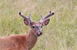 White-tailed deer (Odocoileus virginianus)