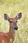 White-tailed deer (Odocoileus virginianus)