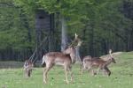 Fallow Deer (Dama dama)