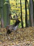 Fallow Deer (Dama dama)