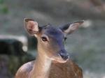 Fallow Deer (Dama dama)