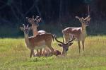 Fallow Deer (Dama dama)