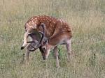 Fallow Deer (Dama dama)