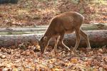 Mouflon (Ovis musimon)