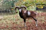 Mouflon (Ovis musimon)