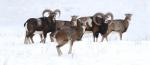 Mouflon (Ovis musimon)