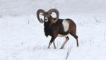 Mouflon (Ovis musimon)