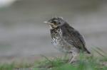 Fieldfare (Turdus pilaris)