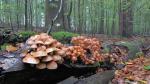 Brick Tuft (Hypholoma lateritium)