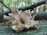 Oyster mushroom (Pleurotus ostreatus)