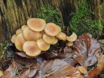 Conifer Tuft (Hypholoma capnoides)