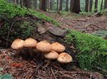 Šupinovka šupinatá (Pholiota squarrosa)