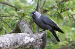 Jackdaw (Corvus monedula)