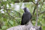 Jackdaw (Corvus monedula)