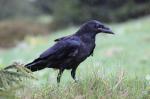 Krkavec velký (Corvus corax)