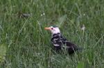 Common Blackbird (Turdus merula)