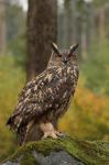 Eagle Owl (Bubo bubo)