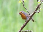 Robin (Erithacus rubecula)