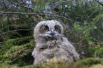 Eagle Owl (Bubo bubo)