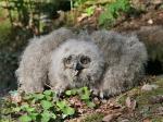 Eagle Owl (Bubo bubo)