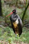 Black Storch (Ciconia nigra)