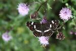 Map Butterfly (Araschnia levana)