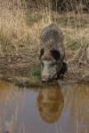  Wild Boar ( Sus scrofa)