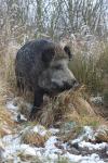  Wild Boar ( Sus scrofa)