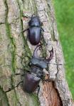 Stag beetle (Cervus beetle)