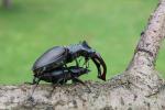 Stag beetle (Cervus beetle)