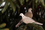 Colared Dove (Streptopelia decaocto)
