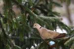 Colared Dove (Streptopelia decaocto)