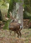 Fallow Deer (Dama dama)