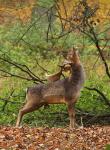 Fallow Deer (Dama dama)