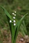 Lily of the valley (Convallaria majalis)