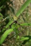 Křižák pruhovaný (Argiope bruennichi)