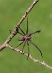 Pokoutník domácí (Tegenaria domestica)