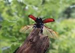 Roháč obecný (Cervus beetle)