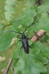 Great Capricorn Beetle (Cerambyx cerdo)