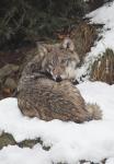 Grey wolf  (Canis lupus)