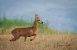  roe Deer ( Capreolus capreolus )