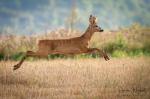  roe Deer ( Capreolus capreolus )