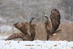 Káně lesní (Buteo buteo)