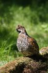 Hazel Grouse (Bonasa bonasia)