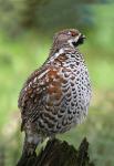 Hazel Grouse (Bonasa bonasia)